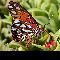 Butterfly Picture of Agraulis Vanillae taken in Cabo San Lucas, Mexico. <BR> Photographer: Matthew White, owner of Killers Pest Elimination, Portland, Ore.